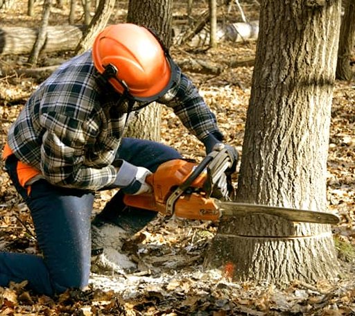 Tree Removal in Bluff City, TN